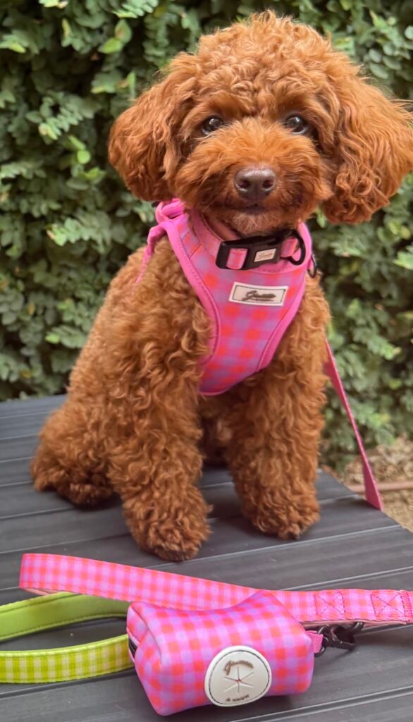 COLECCIÓN PINK LADY